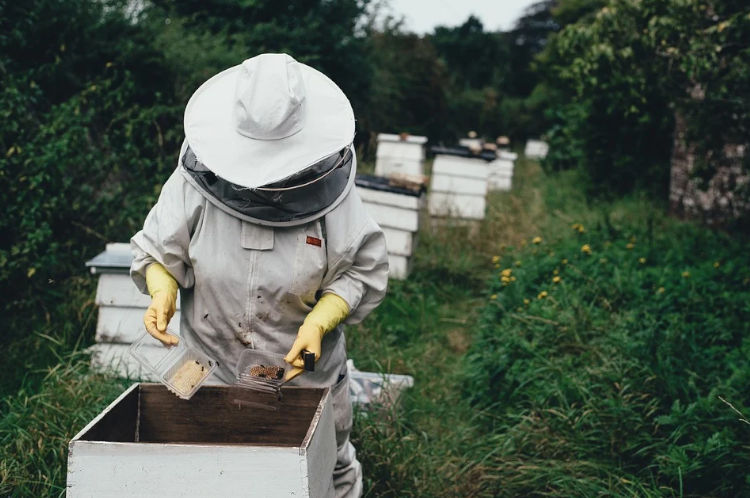 Уход за пчелами на пасеке. 